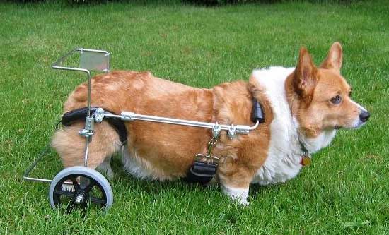 Arrow_cart.jpg