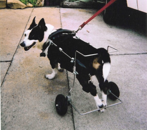 Frankie-k-9Cart_sm.jpg