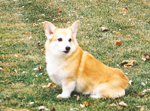 Goldie.jpg