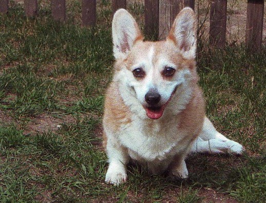 Gracie.jpg