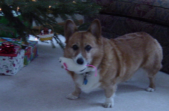 Rosie.jpg