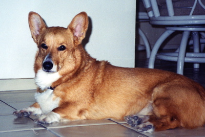Spitz.jpg