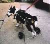 Frankie-k-9Cart_sm.jpg
