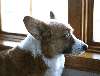 Stubby_Portrait_1.jpg